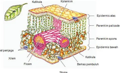 Gambar 1. Struktur anatomi daun 
