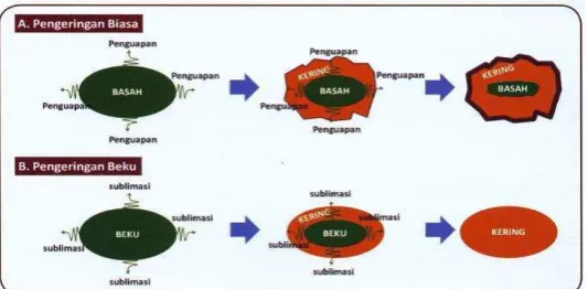 Gambar 1.  Skema mekanisme pengeringan beku 