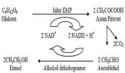 Gambar 1. Mekanisme pembentukan etanol dari proses fermentasi (Fardiaz, 