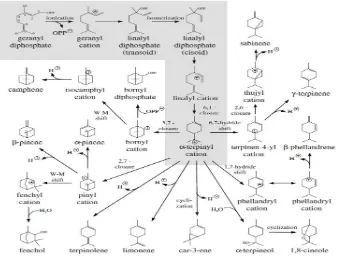 Gambar 2 Jalur biosintesis monoterpen (Degenhardt et al. 2009) 