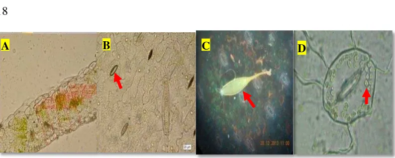 Gambar 6  Keragaan karakter fisiologi tanaman jintan hitam di KP Manoko Lembang   (1301.5 m dpl): A: Tebal daun, B: Stomata, C: Trikoma, D: Klorofil 