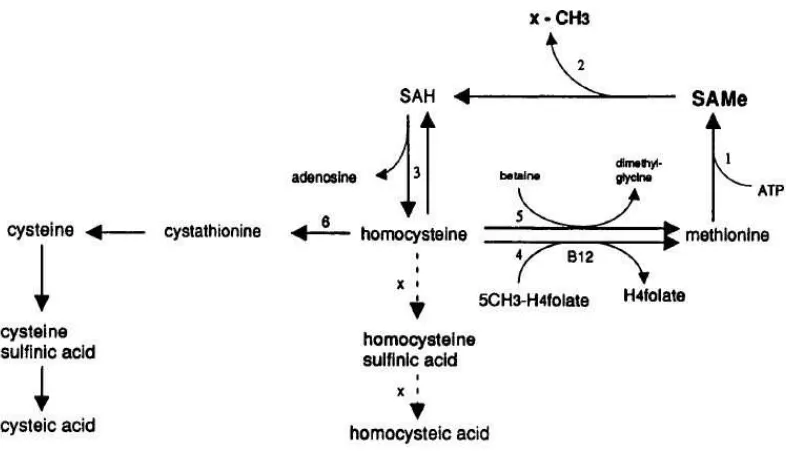 Gambar 1. Metabolisme hubungan antara folat, vitamin B       ​1β ​dan metabolisme asam    