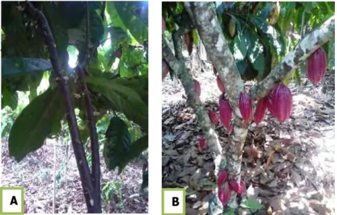 Gambar 8. Hasil sambung samping umur 2 tahun sedang berbunga (A) dan tanaman  kakao induk setelah perlakuan pemupukan (B)