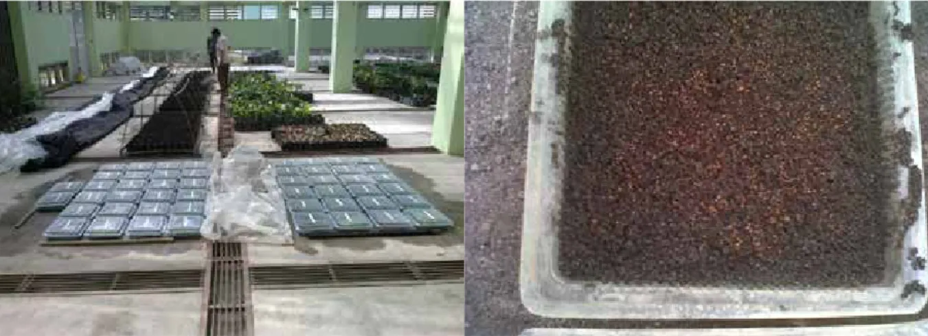 Tabel 1.  Kode benih dan  berat benih dari  setiap pohon  induk Kode  Pohon  Induk Berat Benih (gram) PSM 1 29,997 PSM 2 3,364 PSM 3 1,756 PSM 4 1,626 PSM 5 2,781 PSM 6 3,759 PSM 7 2,472 PSM 8 2,643 PSM 9 4,198 PSM 10 5,287 PSM 11 2,299 PSM 12 4,437 PSM 13