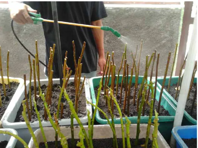 Gambar 3.  Proses penyiraman
