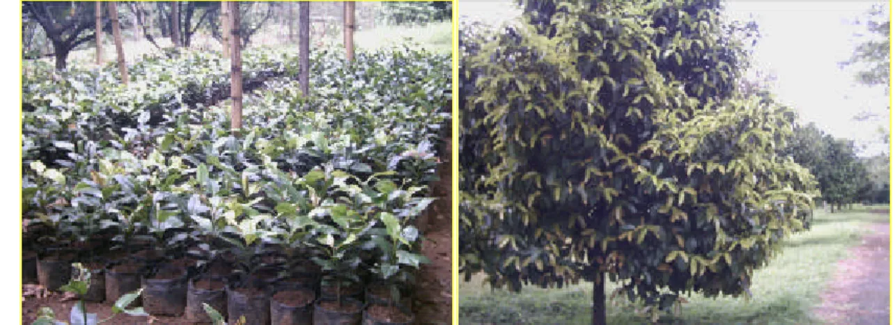 Gambar 5   Batang bawah siap sambung umur 2 tahun (kiri) dan pohon induk  (kanan) sebagai sumber entris