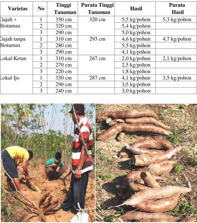 Tabel 2. Hasil Panen Ubi Kayu di Desa Bakalan, Kecamatan Jumapolo    Varietas  No  Tinggi 