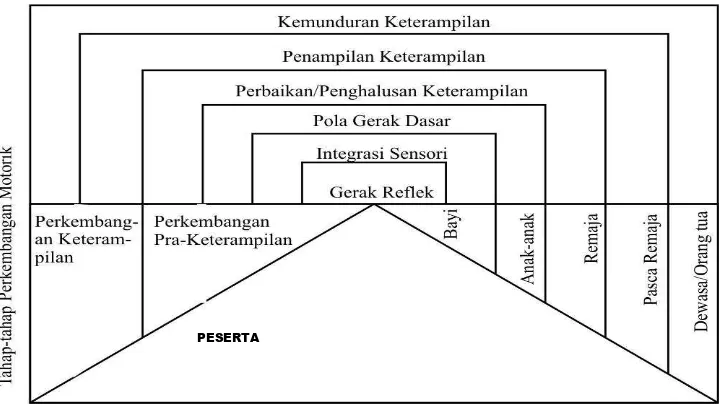 Gambar 1.: Tahap-tahap perkembangan motorik, pada tahap-tahap 