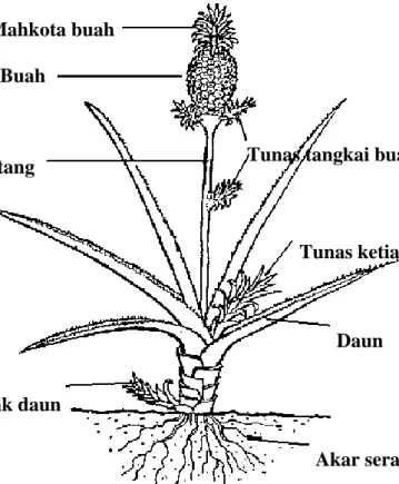 Gambar 1. Struktur Morfologi Tanaman Nenas  Sumber: Royal University of Bhutan, 2008. 