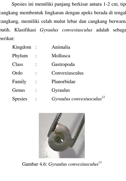 Gambar 4.6: Gyraulus convexiusculus 13