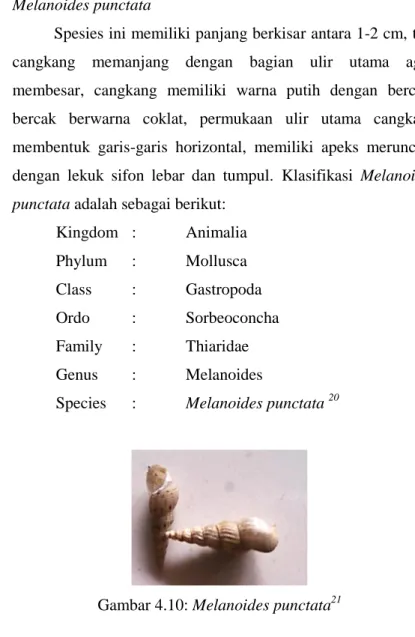 Gambar 4.10: Melanoides punctata 21                                                                 