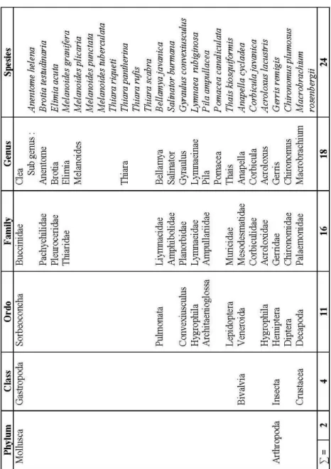 Tabel 4.2 : Komposisi makrozoobenthos yang didapatkan di  Sungai Blorong dan Sungai Glodok Kendal