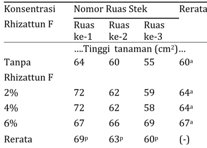 Tabel 3.   Pengaruh nomor ruas stek dan  konsentrasi Rhizattun F terhadap  tinggi tanaman 