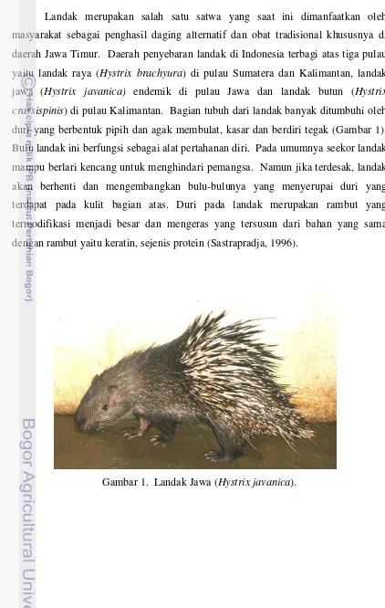 Gambar 1.  Landak Jawa (Hystrix javanica). 