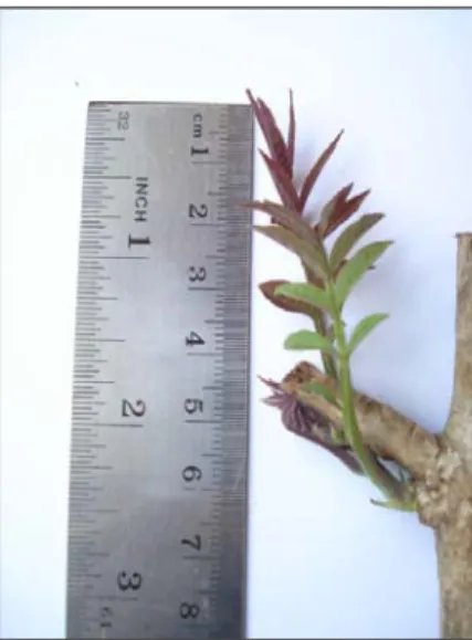 Gambar 2.  Stek Sungkai (tanpa perlakuan) umur 12 hari, panjang daun 5,4 cm 
