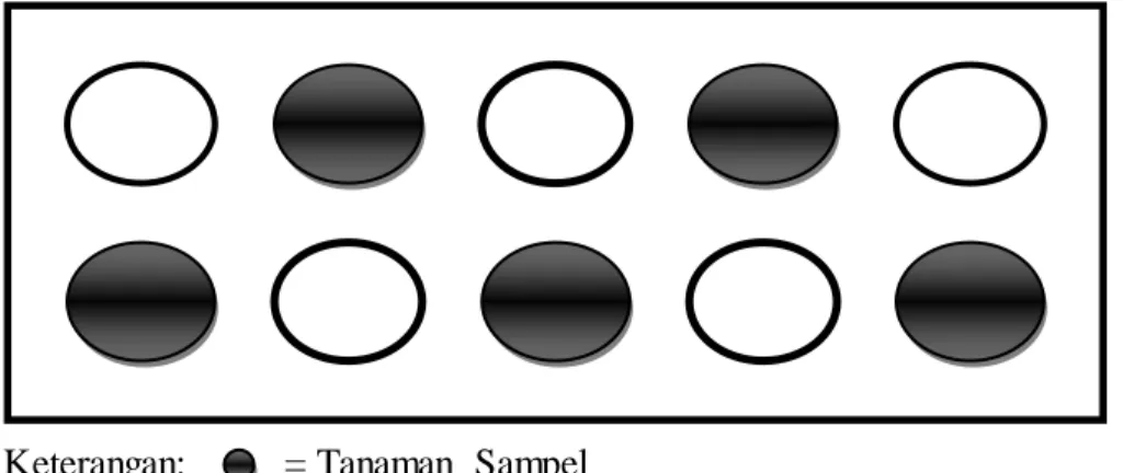 Gambar  2. Tata Letak Tanaman  Sampel  Per Plot 