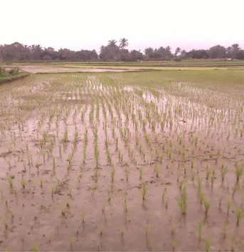 Gambar  5.    Air  yang  disalurkan  kedalam  sawah  dari  kincir  melalui pipa. 