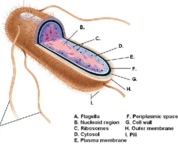 Gambar 2. Struktur bakteri E. coli 