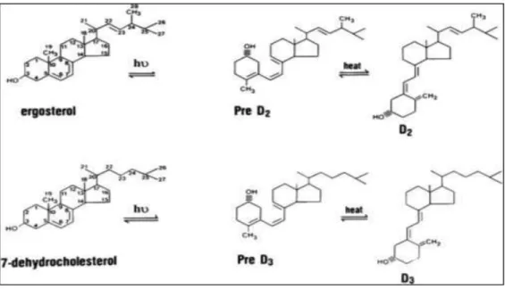 Gambar 2.1. Struktur Kimia Vitamin D (Harper Biochemistry, 2013) 