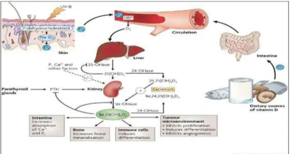 Gambar 2.3. Metabolisme Vitamin D (Ganong, 2010) 
