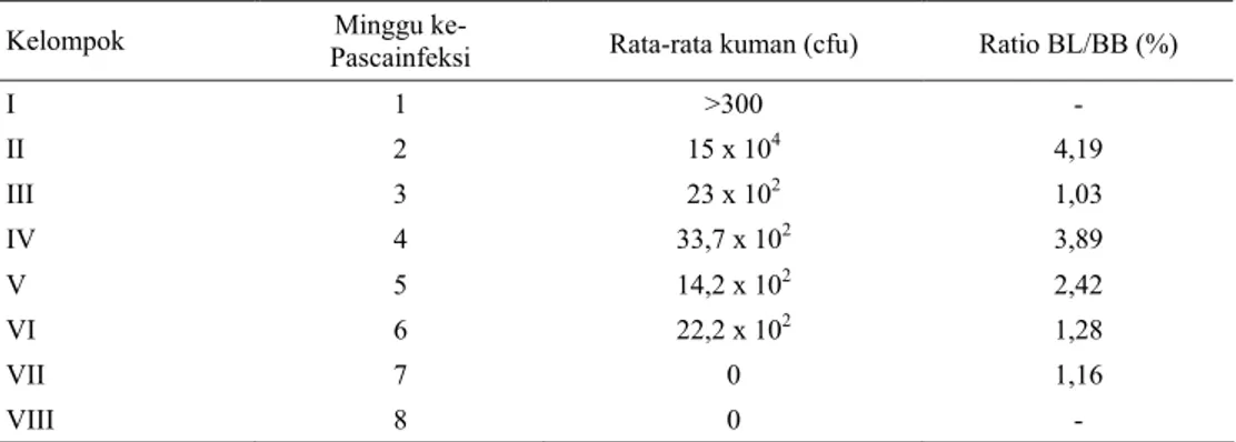Tabel 2. Reisolasi B. abortus strain RB27 dari limpa mencit yang diinjeksi dengan 1x10 8  cfu RB27 secara  intraperitoneal pada minggu ke-1 sampai ke-8 pascainokulasi 