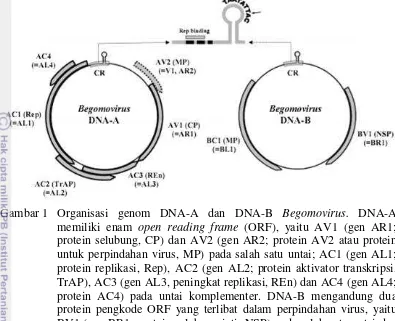 Gambar 1  Organisasi genom DNA-A dan DNA-B Begomovirus. DNA-A memiliki enam open reading frame (ORF), yaitu AV1 (gen AR1; protein selubung, CP) dan AV2 (gen AR2; protein AV2 atau protein untuk perpindahan virus, MP) pada salah satu untai; AC1 (gen AL1; pro