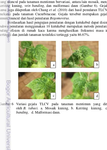 Gambar 6  Variasi  gejala   TLCV   pada   tanaman   mentimun   yang   ditularkan   