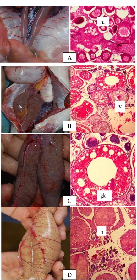 Gambar 2.  Formologi dan histologi ovari ikan  Baung (Mystus numerus), TKG I (A) mempunyai nukleolus (nl)  yang jelas
