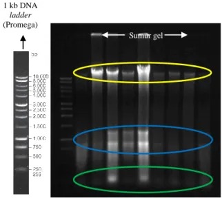 Gambar 4  Contoh kemurnian pita DNA hasil  ekstraksi  dengan  metode  CTAB  (garis  melingkar  kuning = DNA; garis melingkar biru = RNA;  garis melingkar hijau = kotoran bahan-bahan  kimia) 