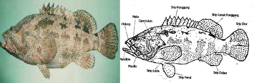Gambar 3. Bentuk Tubuh (Morfologi) Ikan Kerapu Macan 