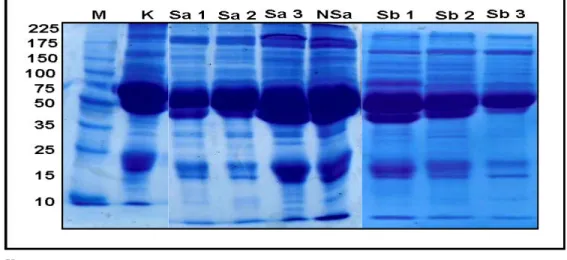 Gambar 1. Karakter protein hasil elektroforesis terhadap serum sapi potong yang positif   CFT dan I-ELISA 