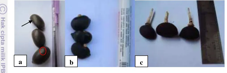 Gambar 1. Ciri-ciri morfologi benih aren sebelum dan sesudah perkecambahan. 