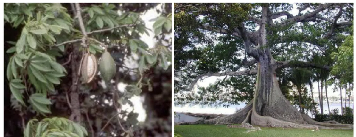 Gambar 1. Pohon kapok (kanan) dan buah kapok (kiri). 