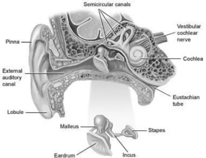 Gambar  2. Anatomi  Pendengaran 