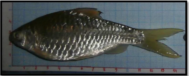 Gambar 2. Ikan cencen (Mystacoleucus marginatus) 