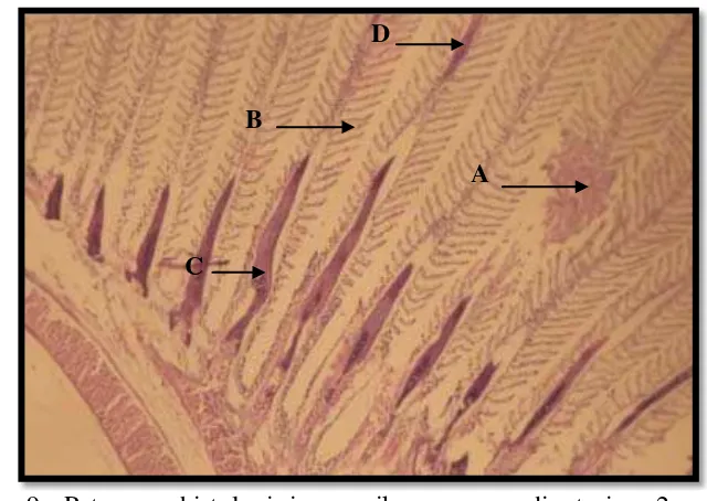 Gambar 8. Potongan histologi insang ikan cencen di stasiun 1 perbesaran  10x40.Pewarnaan: Hematoxilin-Eosin