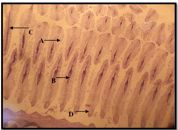 Gambar 10.Potongan histologi insang ikan cencen di stasiun 3 perbesaran 10x40.  Pewarnaan: Hematoxilin-Eosin.A.Lamella sekunder normal, B
