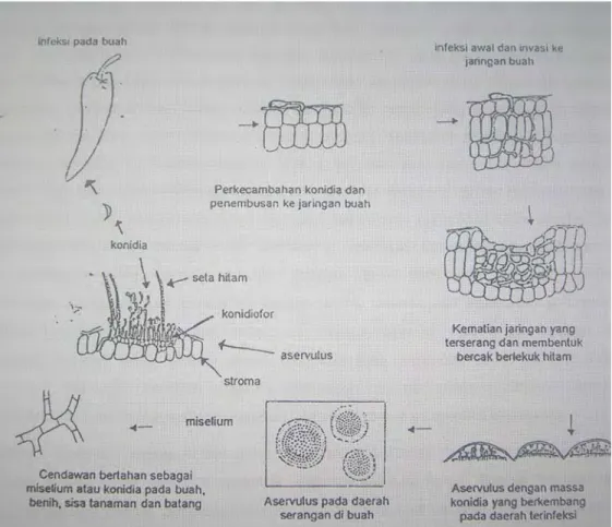Gambar 4.   Siklus Penyakit Antraknosa yang Disebabkan oleh Colletotrichum sp. 