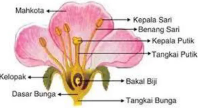 Gambar 6 Struktur bunga 