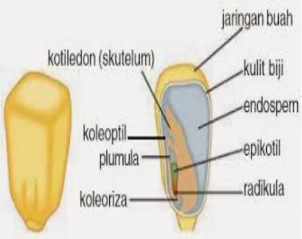Gambar 7 Struktur biji 