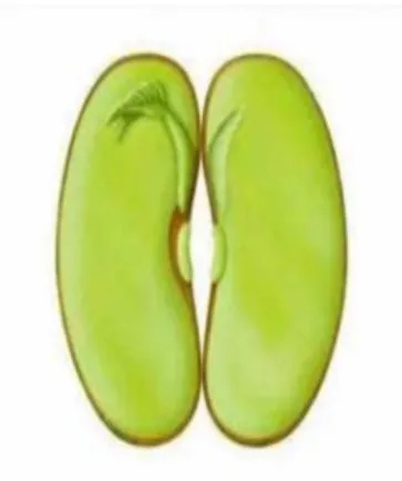 Gambar 8 Biji monokotil 