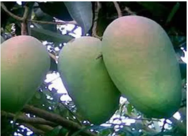 Gambar 10 Buah tertutup 