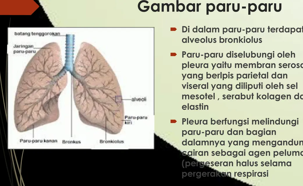 Gambar paru-paru