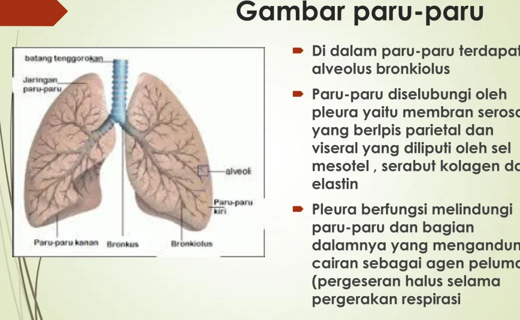 Gambar paru-paru