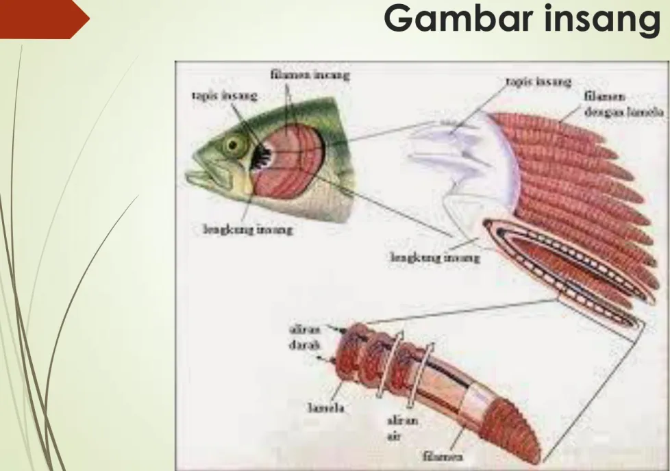 Gambar insang