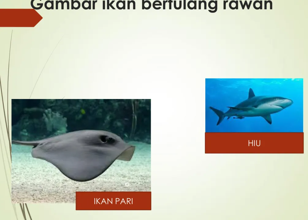 Gambar ikan bertulang rawan