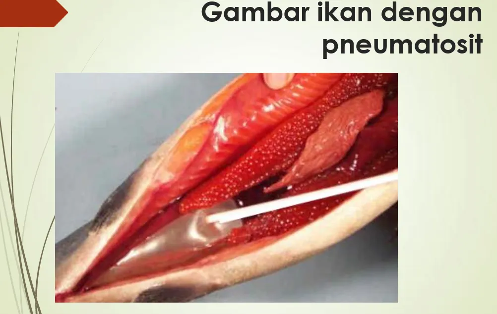 Gambar ikan dengan  pneumatosit