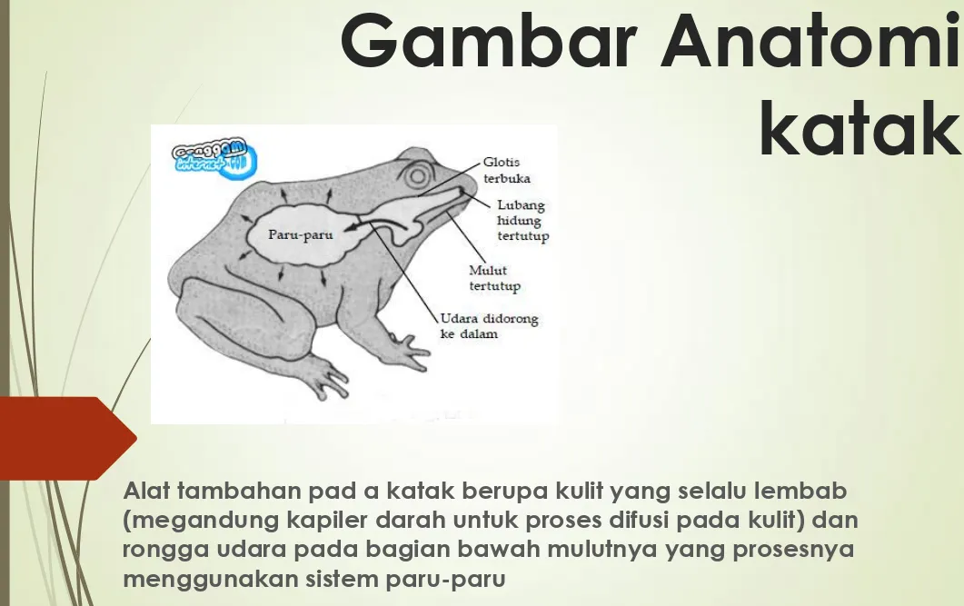 Gambar Anatomi  katak