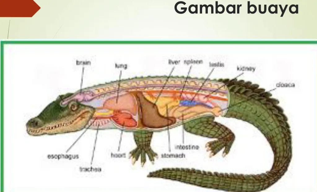 Gambar buaya