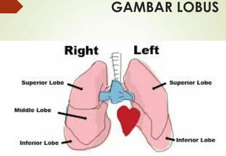 GAMBAR LOBUS